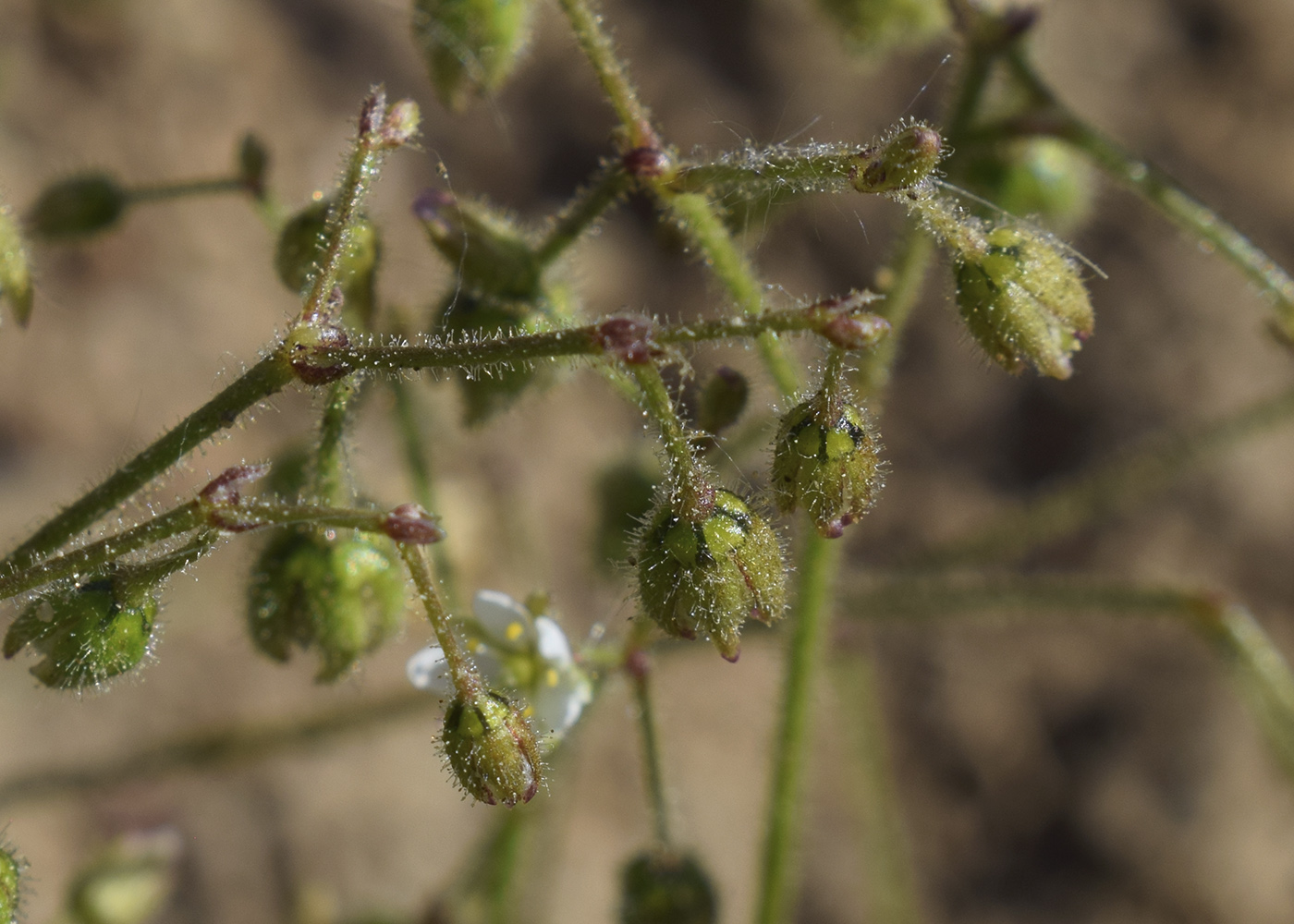 Изображение особи Spergula arvensis.