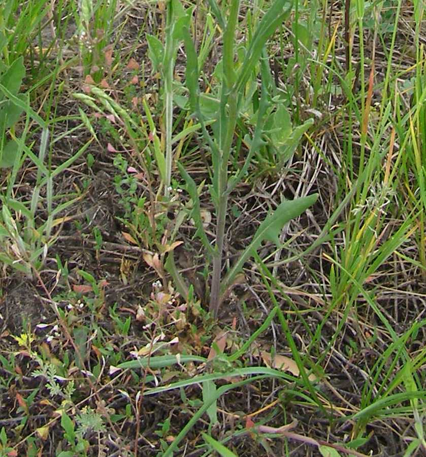 Изображение особи Crepis tectorum.