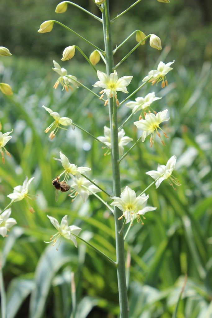 Изображение особи Eremurus suworowii.