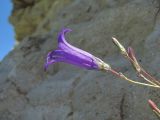 Campanula daghestanica