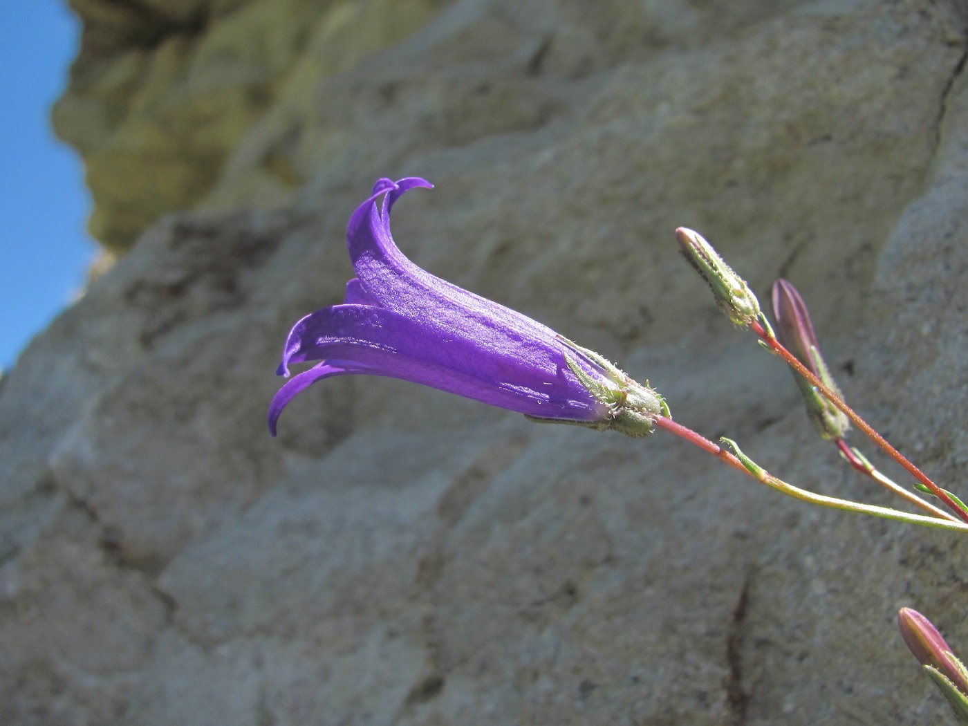 Image of Campanula daghestanica specimen.