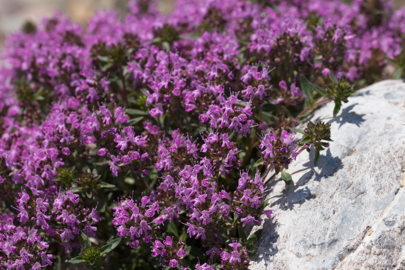 Изображение особи Thymus seravschanicus.