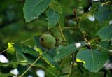 Juglans regia. Верхушка побега с незрелым плодом. Сербия, долина р. Дрина, окр. г. Байна-Башта. 07.07.2019.