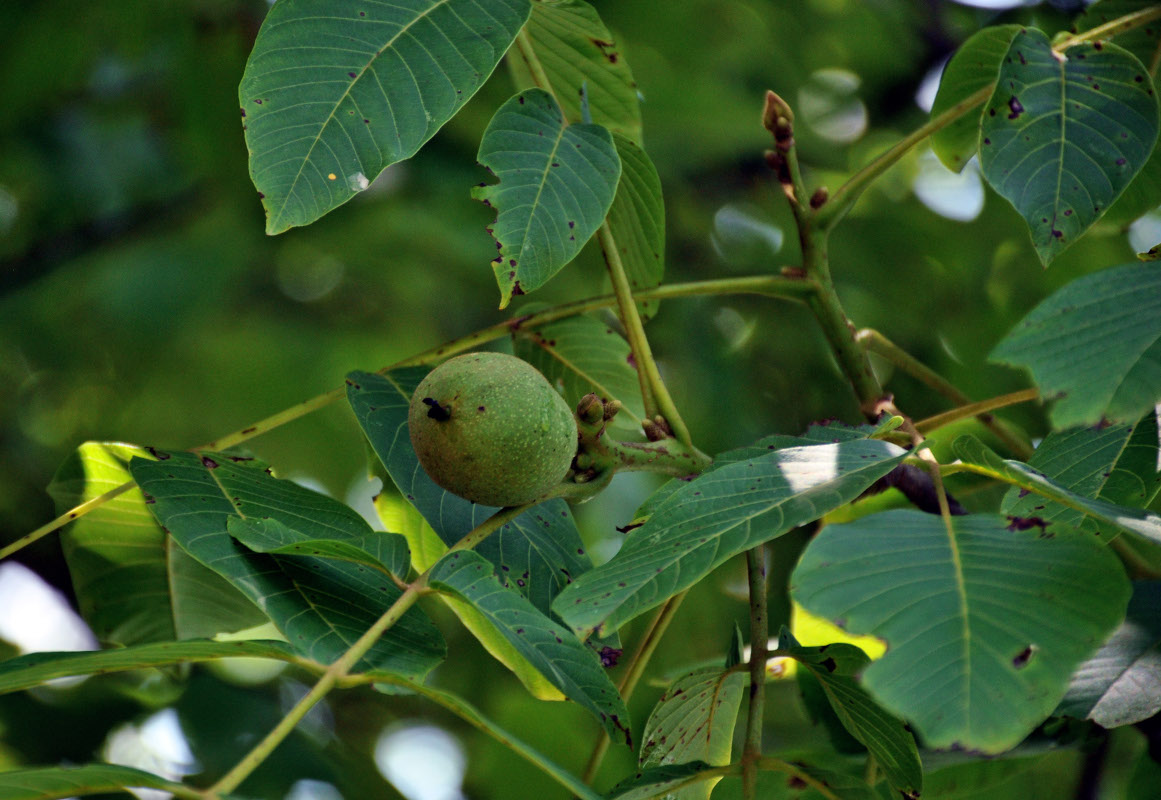 Изображение особи Juglans regia.