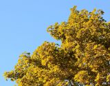 Acer platanoides