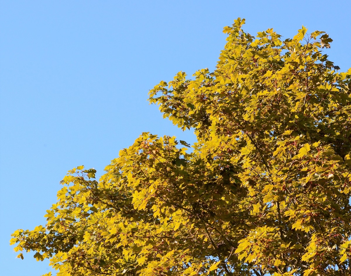 Image of Acer platanoides specimen.