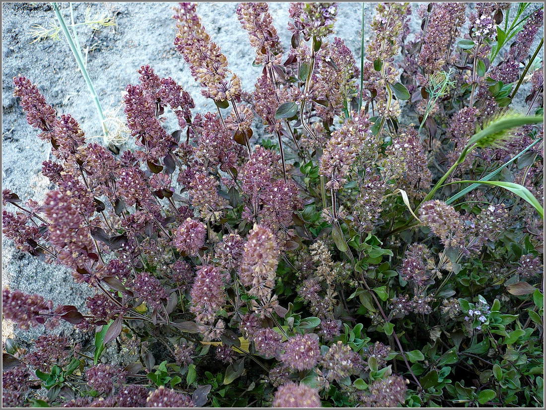 Image of Thymus ovatus specimen.