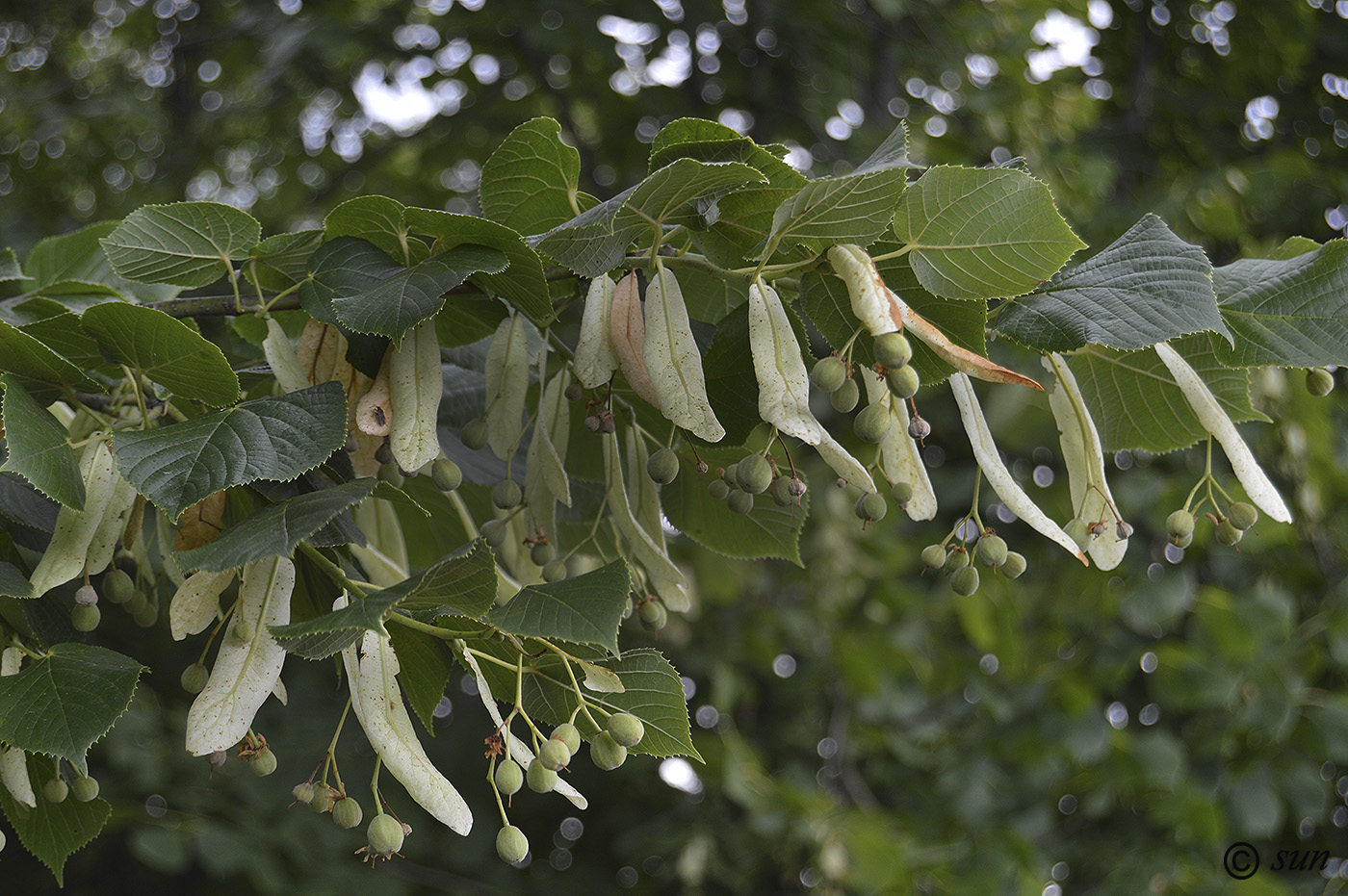 Image of Tilia cordifolia specimen.