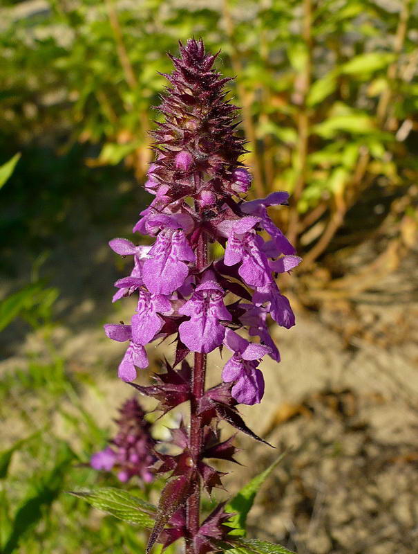 Изображение особи Stachys palustris.