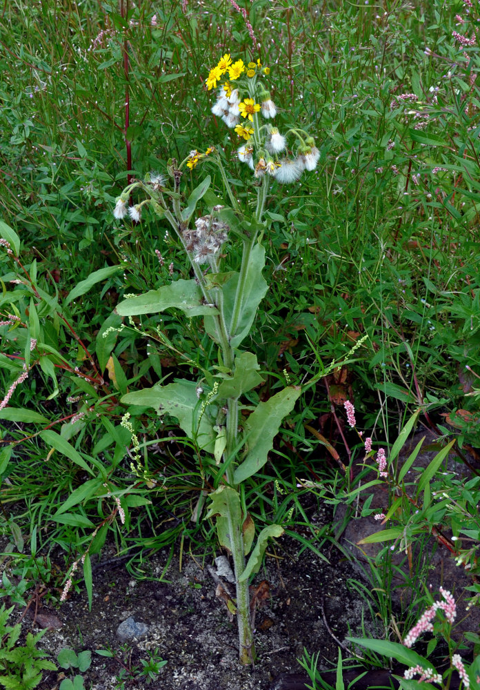 Изображение особи Tephroseris palustris.