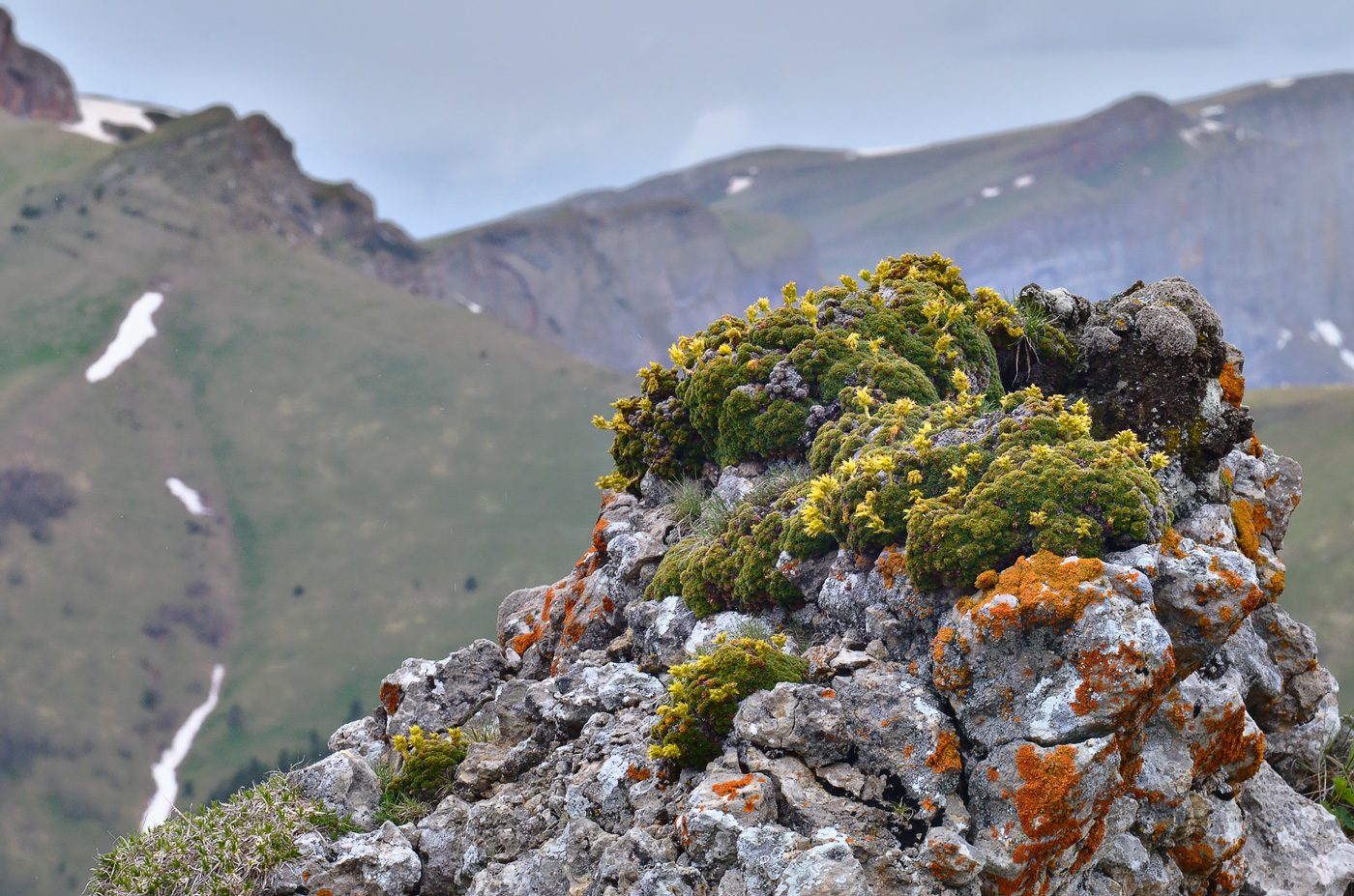 Image of Saxifraga unifoveolata specimen.