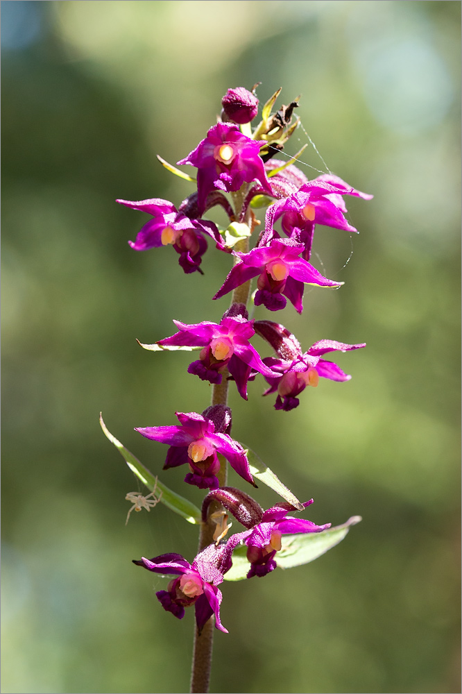 Image of Epipactis atrorubens specimen.