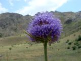 Dipsacus dipsacoides