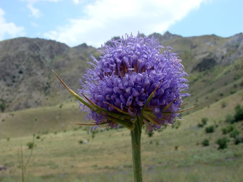 Image of Dipsacus dipsacoides specimen.