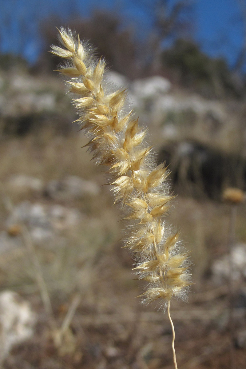 Image of Melica transsilvanica specimen.