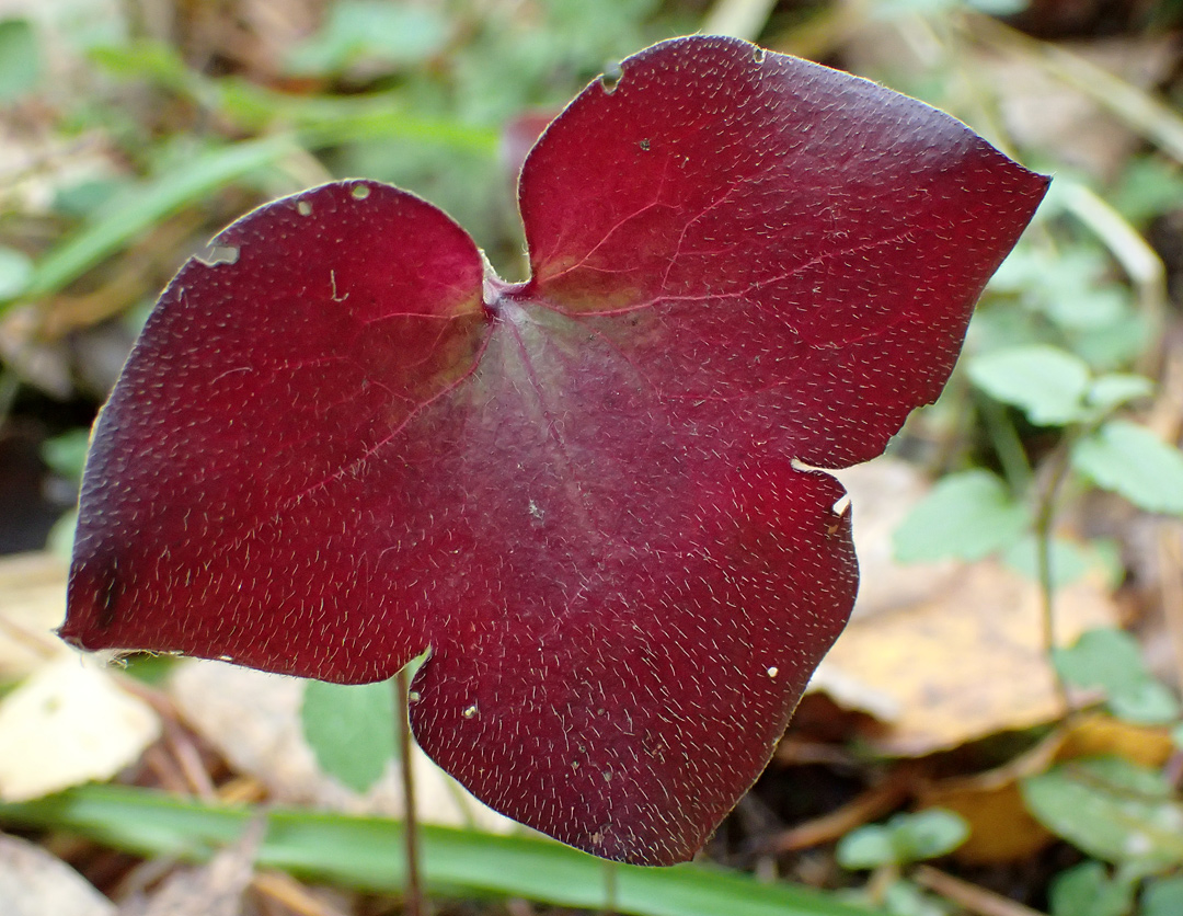 Изображение особи Hepatica nobilis.