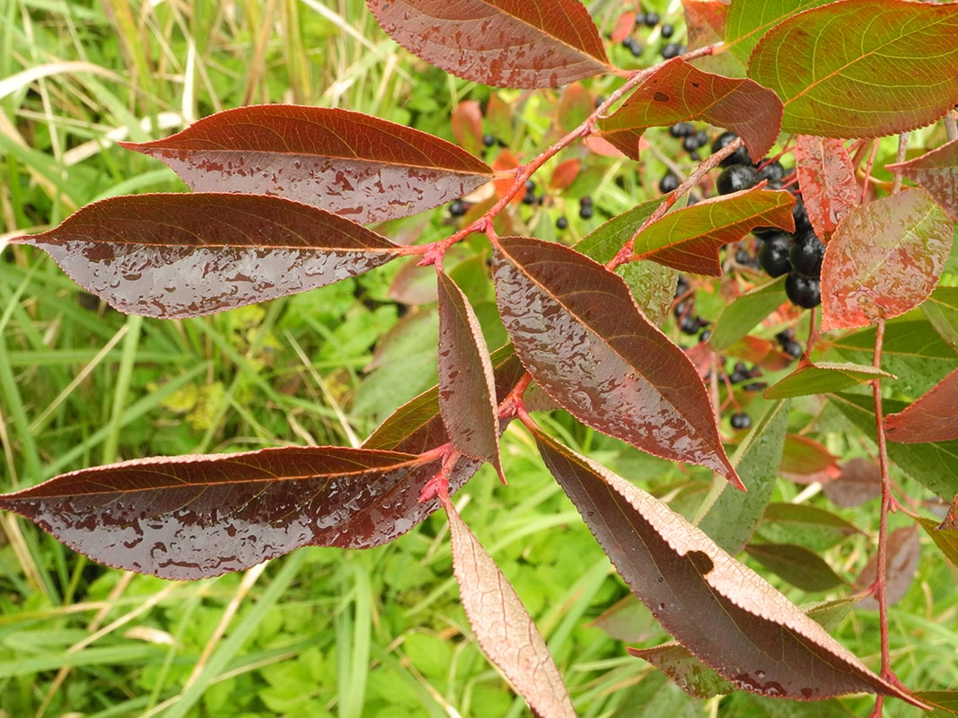 Image of Aronia melanocarpa specimen.