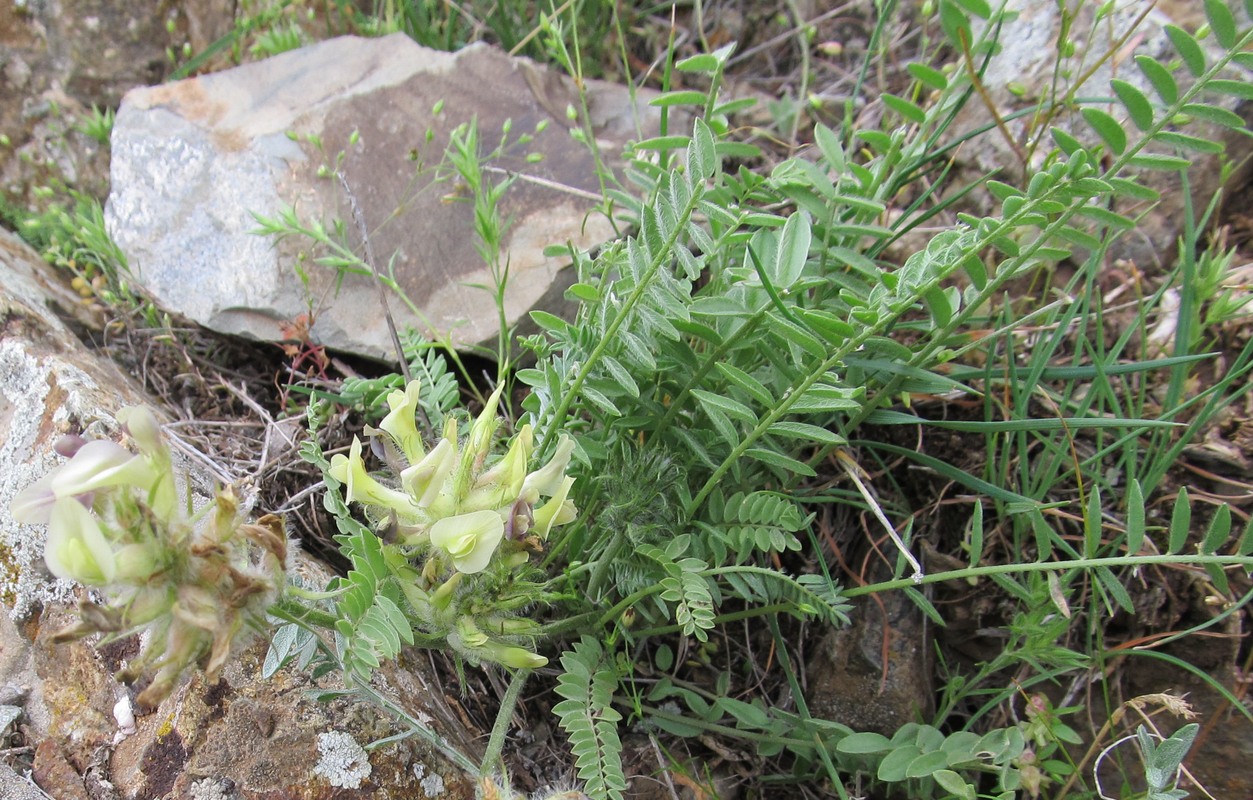 Изображение особи род Astragalus.