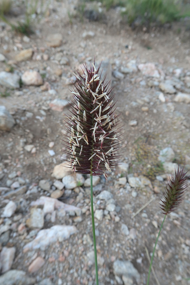 Image of genus Agropyron specimen.