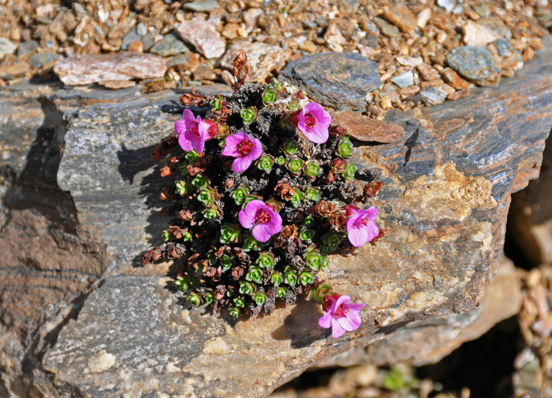 Изображение особи Saxifraga asiatica.