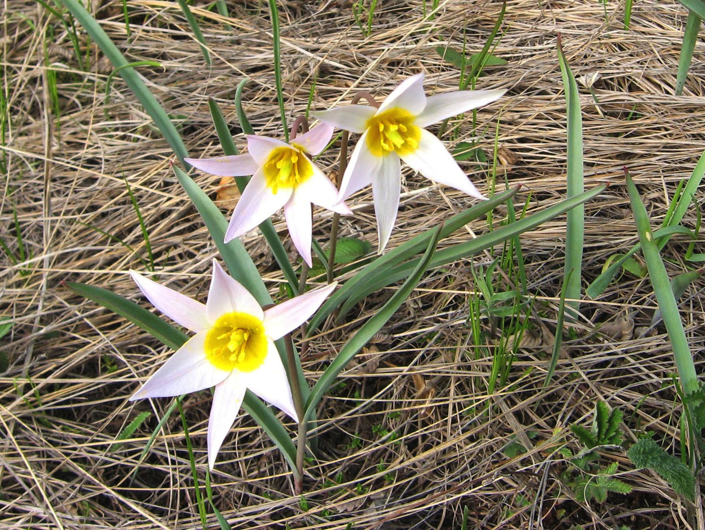 Изображение особи Tulipa patens.