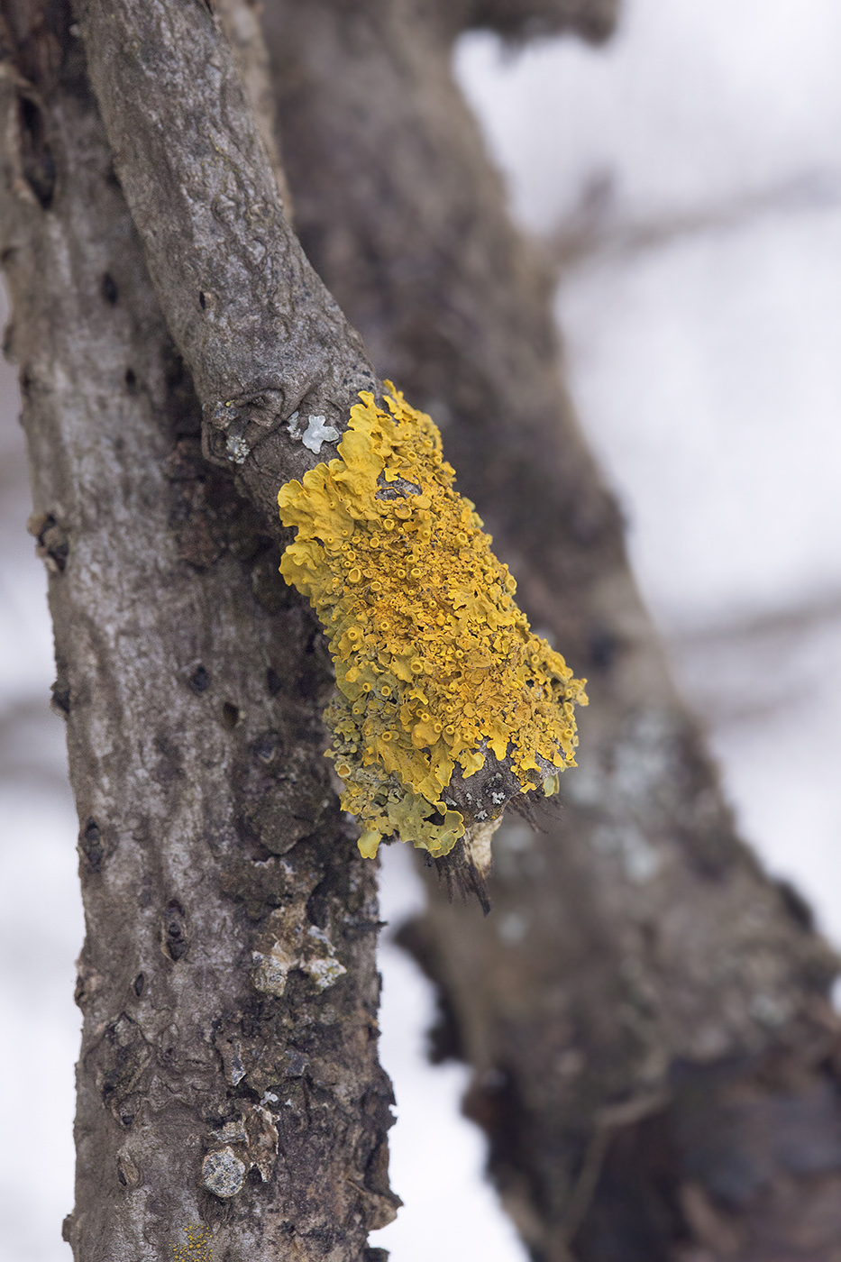 Image of Xanthoria parietina specimen.