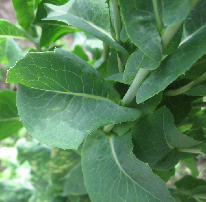 Image of Lactuca sativa specimen.