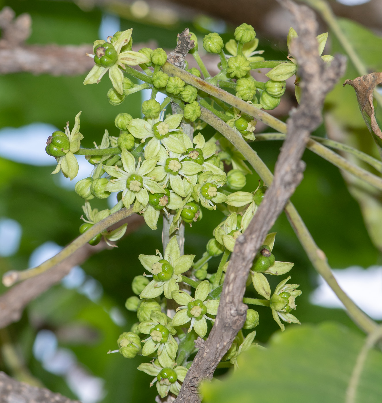 Изображение особи Casimiroa edulis.