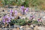 Astragalus alpinus