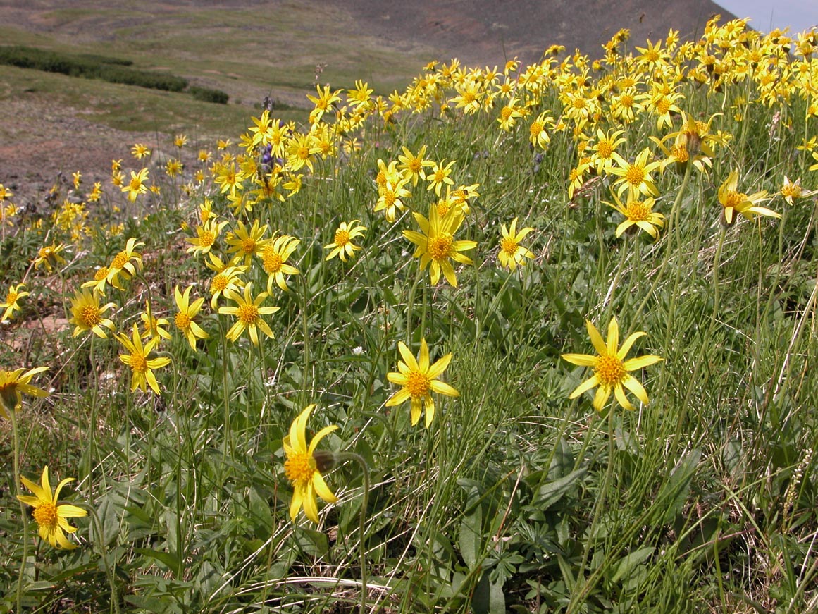 Image of Arnica frigida specimen.