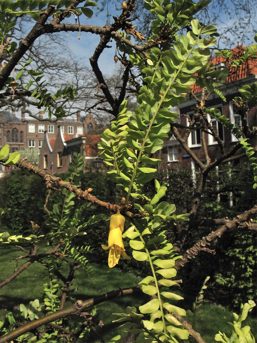 Image of Sophora microphylla specimen.