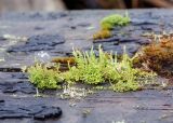 genus Cladonia