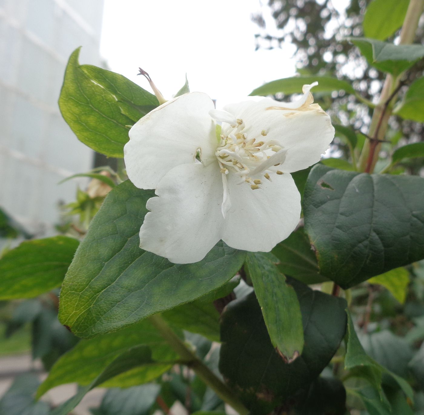 Image of genus Philadelphus specimen.