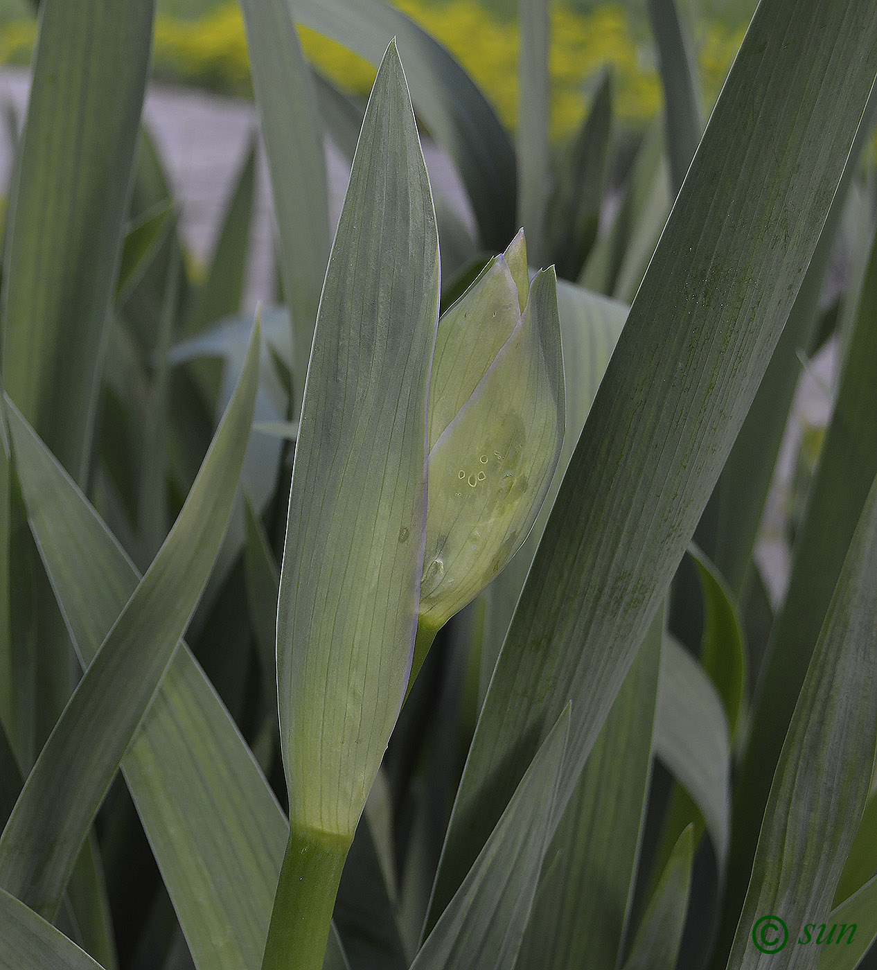 Image of Iris &times; hybrida specimen.