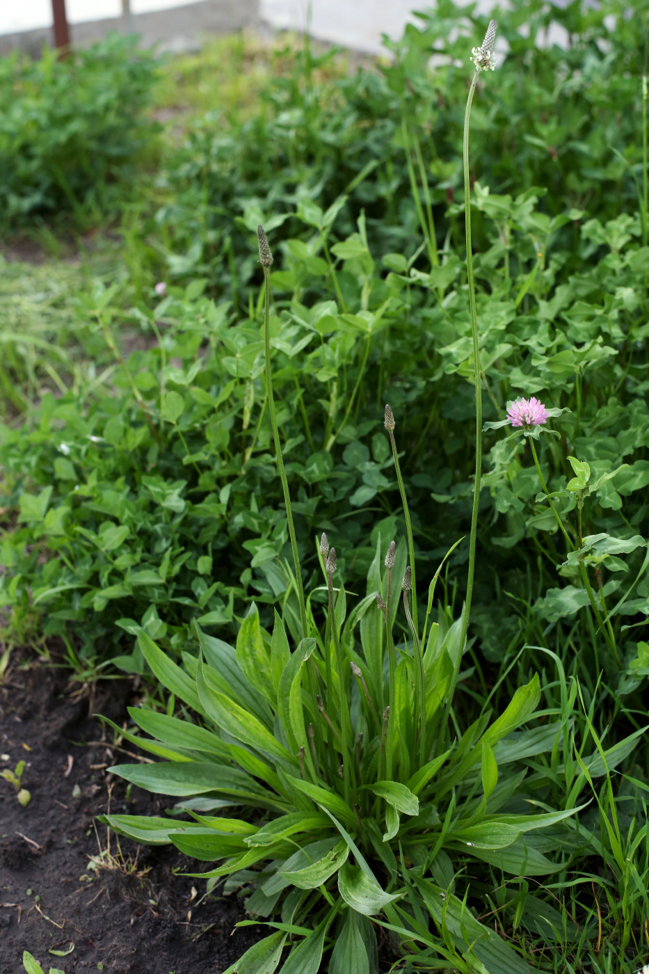 Image of Plantago lanceolata specimen.