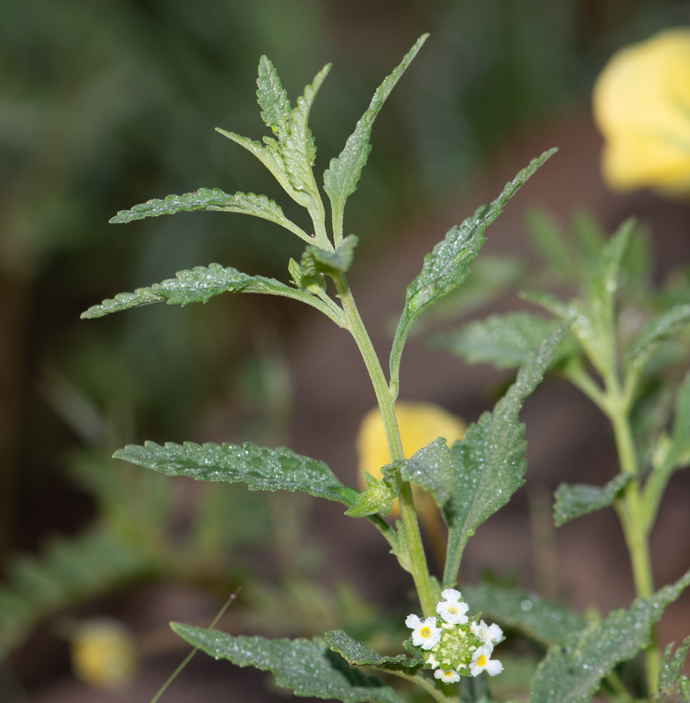 Image of Lantana dinteri specimen.