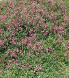 Lathyrus tuberosus