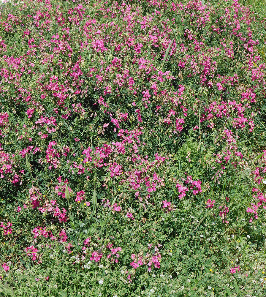 Изображение особи Lathyrus tuberosus.