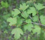 Viburnum opulus. Верхушка ветви с бутонами. Калужская обл., Боровский р-н, окр. дер. Сатино, край заброшенного и заросшего старого яблоневого сада. 28 мая 2020 г.