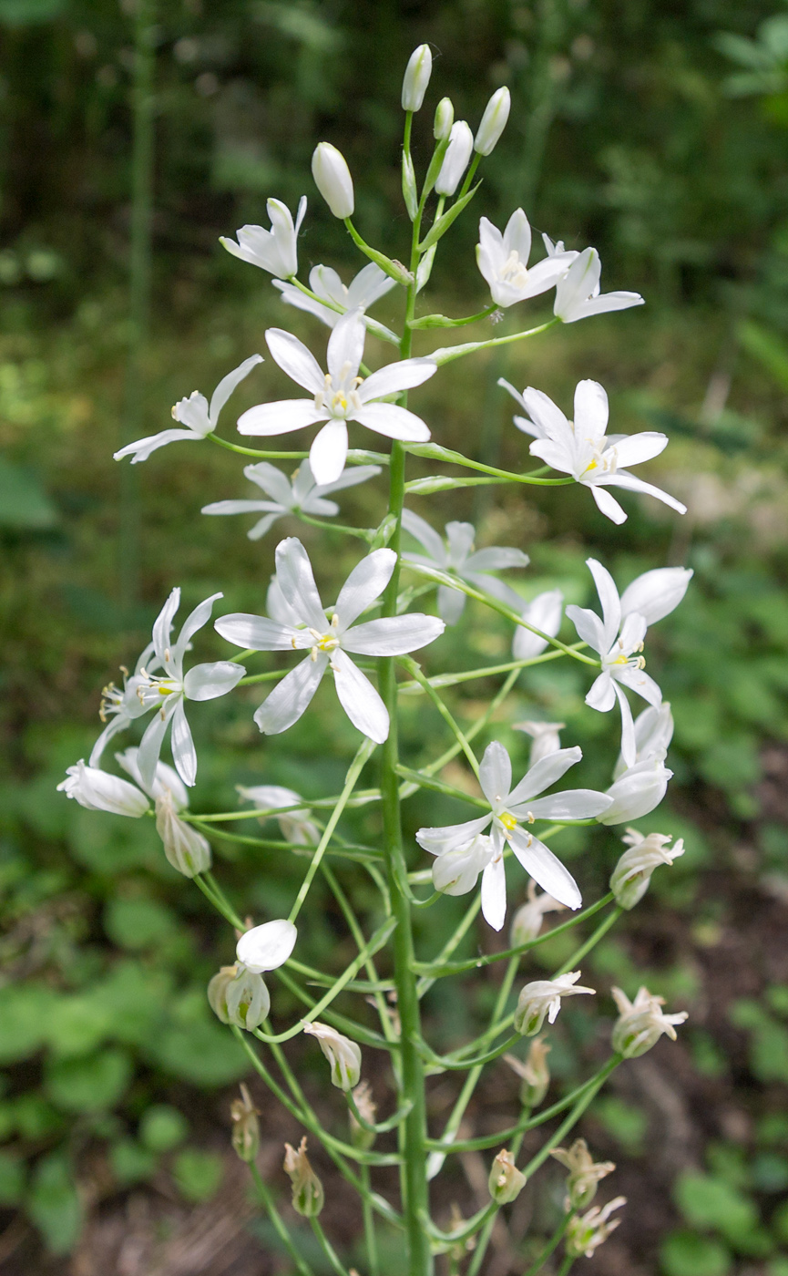 Image of Ornithogalum arcuatum specimen.