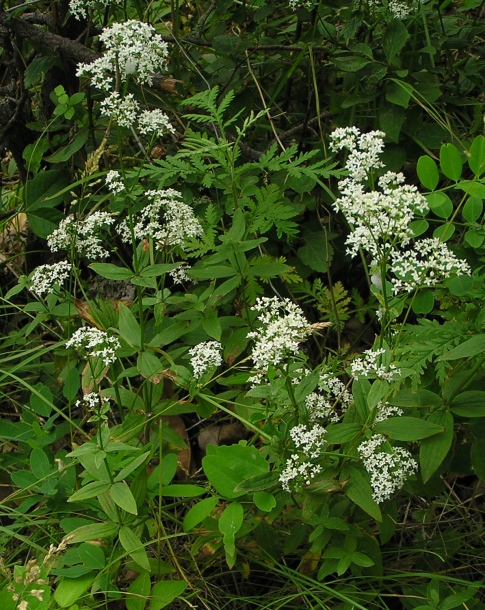 Изображение особи Galium amurense.