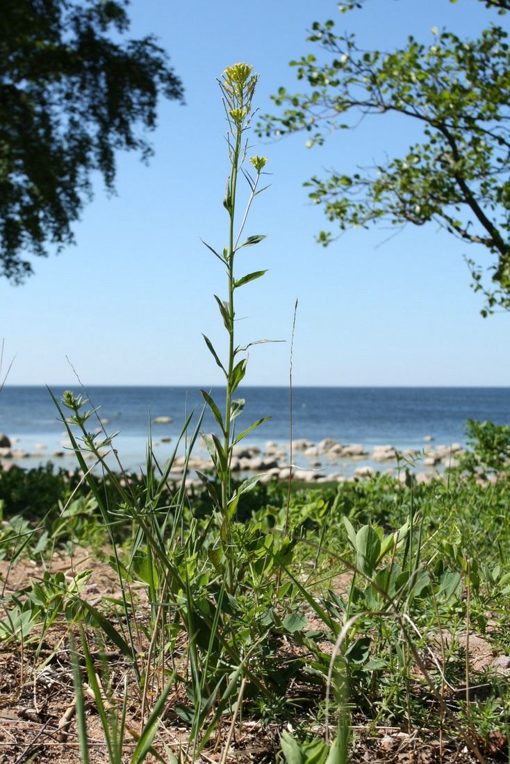 Image of Erysimum hieraciifolium specimen.