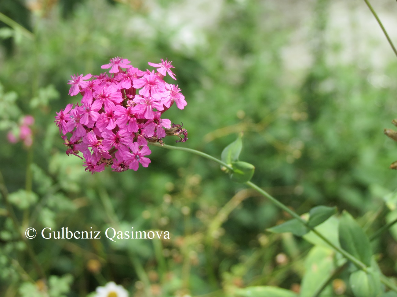 Изображение особи Silene compacta.