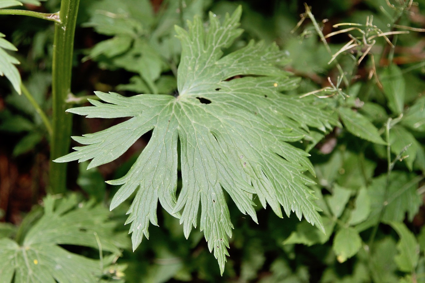 Изображение особи Aconitum neosachalinense.