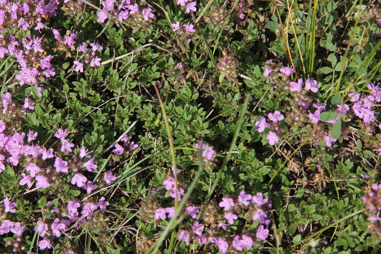 Изображение особи род Thymus.