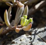 genus Oxalis. Молодые листья. Перу, регион Куско, пос. Ollantaytambo, археологический комплекс, расщелина в скале. 11.10.2019.