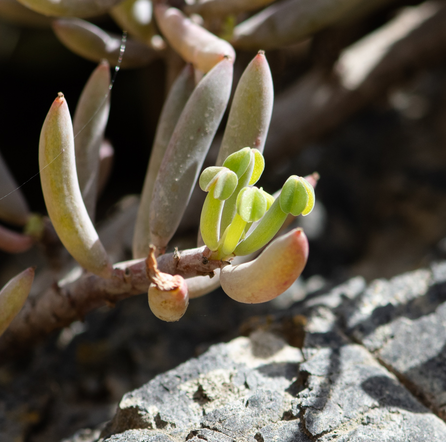 Image of genus Oxalis specimen.