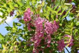 Robinia pseudoacacia. Соцветия и части листьев. Таджикистан, Согдийская обл, Исфаринский р-н, кишлак Зумрадшо, санаторий \"Зумрад\", парк. 3 мая 2019 г.