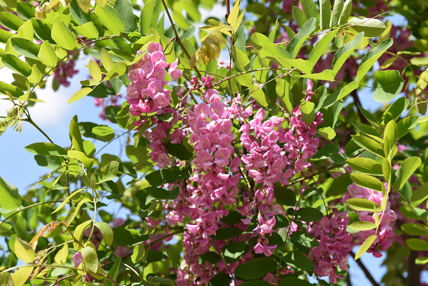 Изображение особи Robinia pseudoacacia.