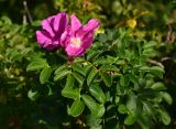 Rosa rugosa